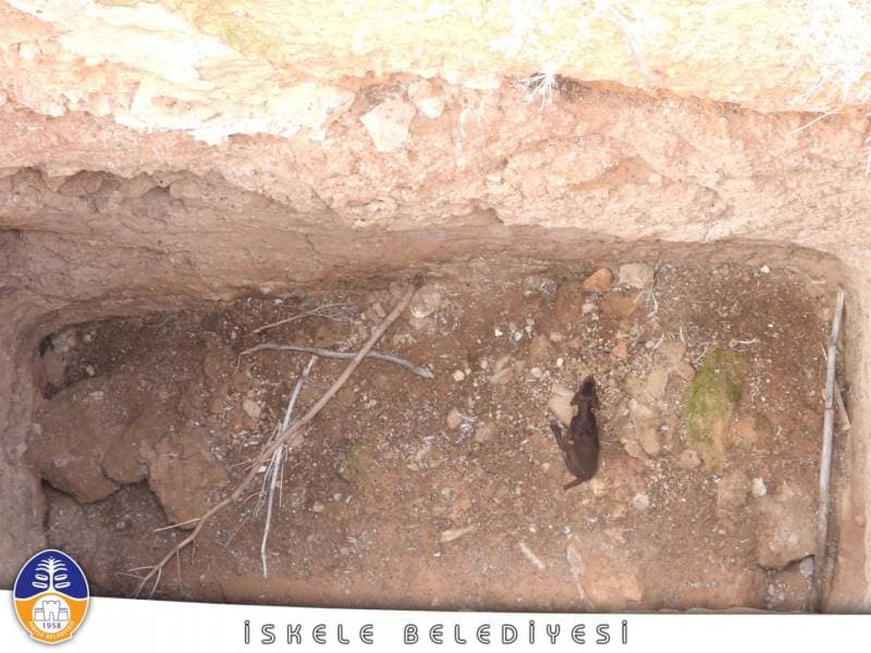 Galeri fotoğrafı 5