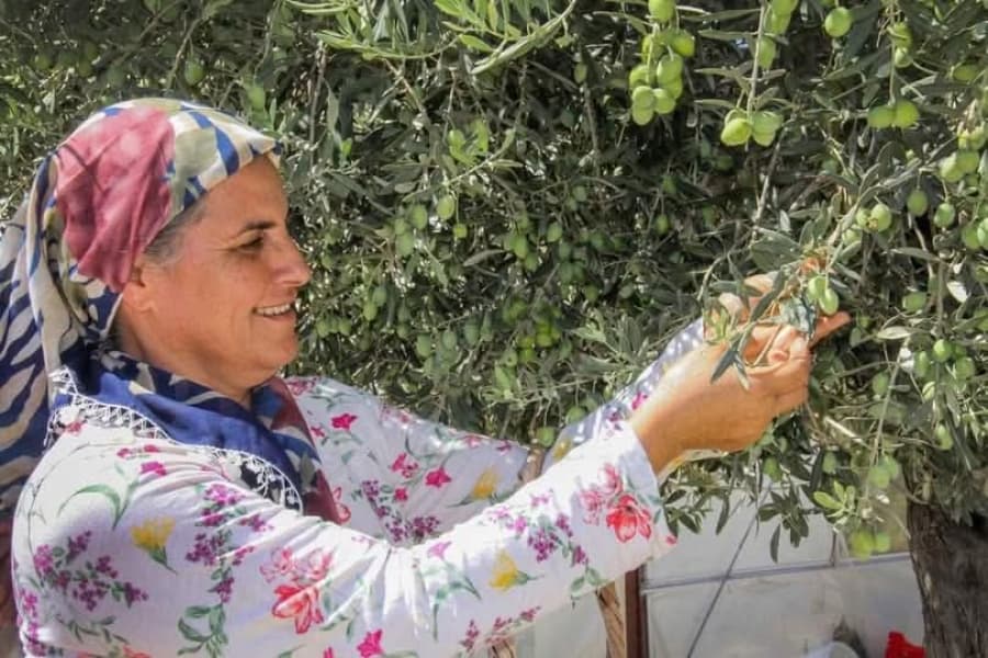 ZEYTİN HASADI BAŞLIYOR ERKENCİ (GEMLİK) ZEYTİN HASADI 30 AĞUSTOS YERLİ ZEYTİN HASADI 13 EYLÜL