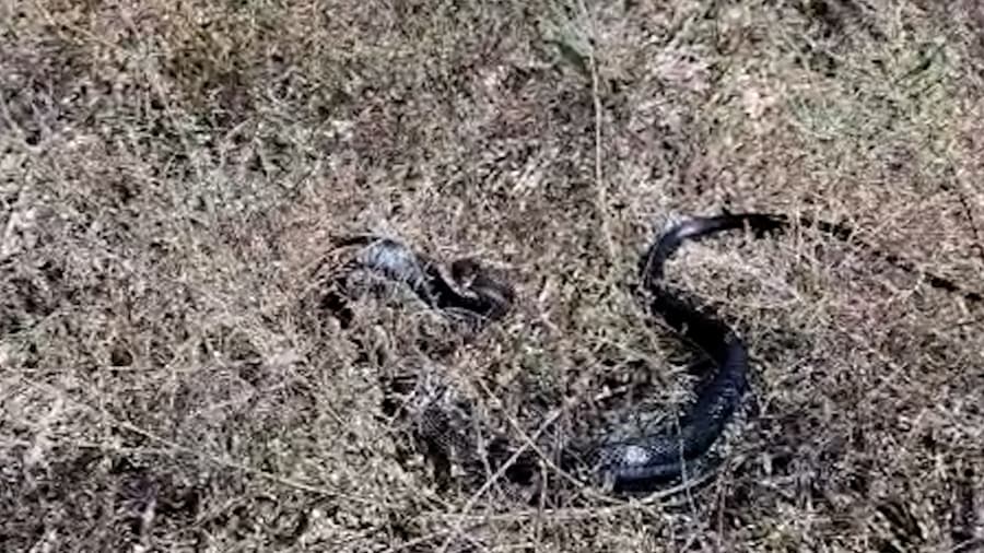 İSKELE BELEDİYESİ’NDEN DUYARLI MÜDAHALE: KARA YILAN DOĞAL YAŞAMINA DÖNDÜ