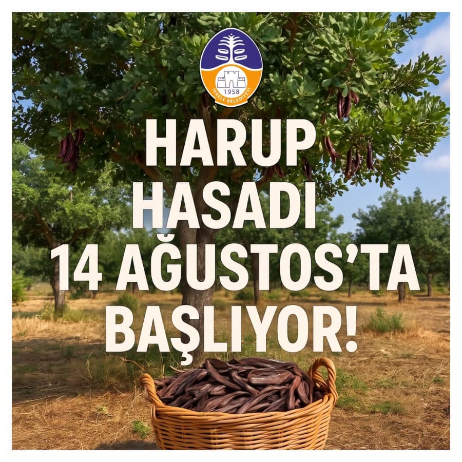 İSKELE’DE HARUP HASADI 14 AĞUSTOS’TA BAŞLIYOR